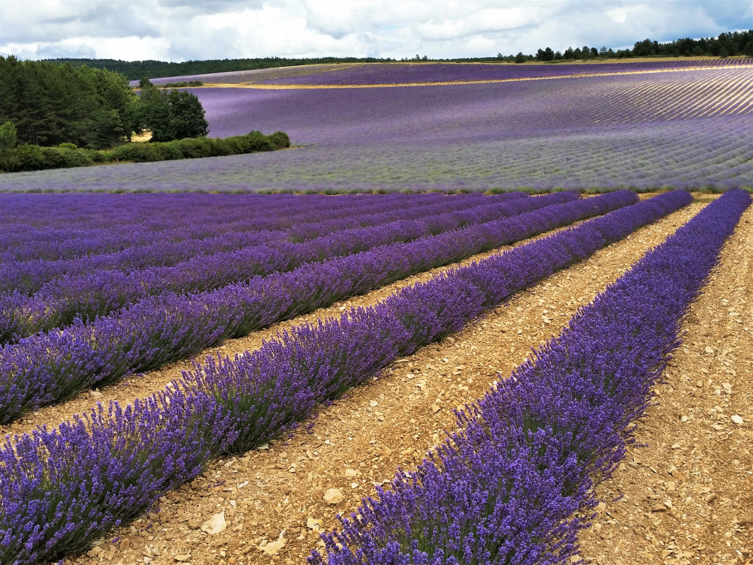 fertilité des sols – fertilisation lavande lavandin