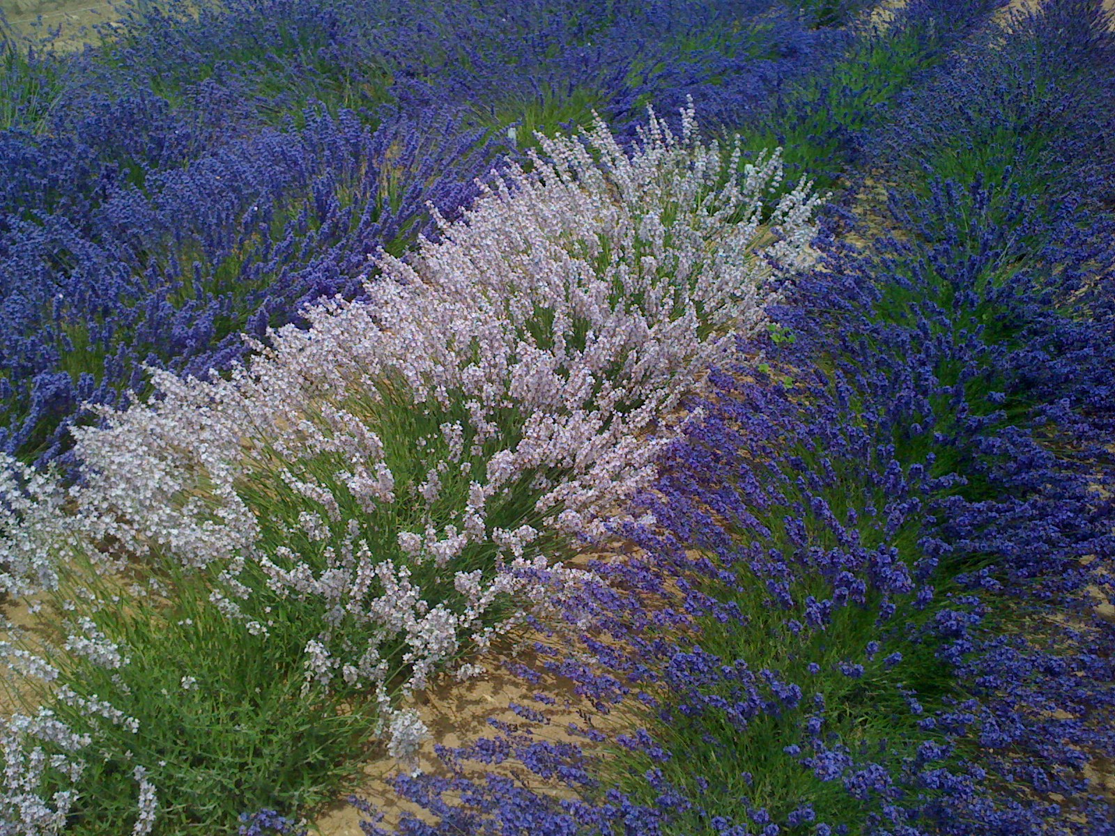 conservation génétique lavande lavandin immortelle thym hysope romarin plantes à parfum