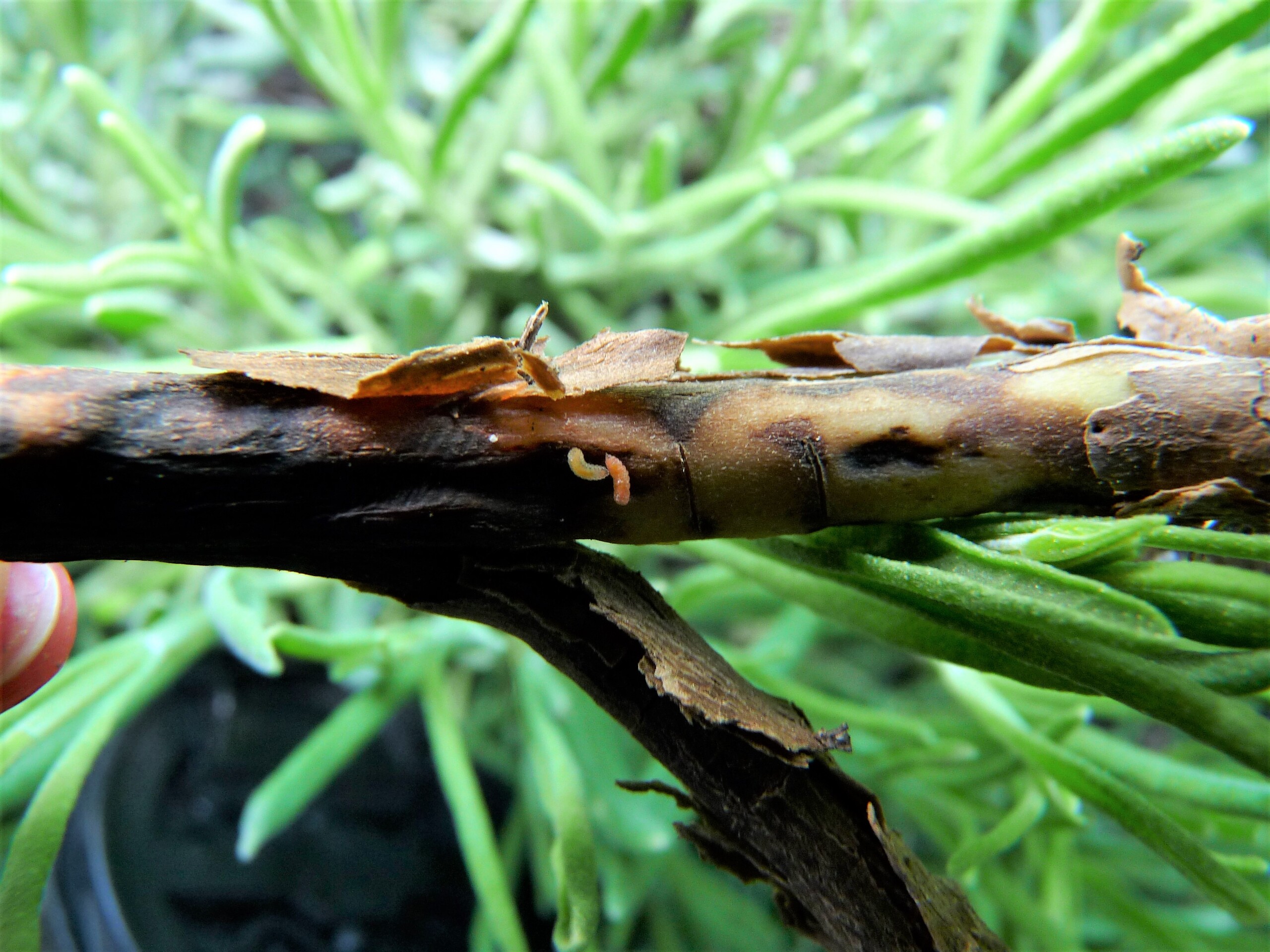 cécidomyie du lavandin – Resseliella lavandulae – méthode de lutte – ravageur- biocontrôle - insecticides