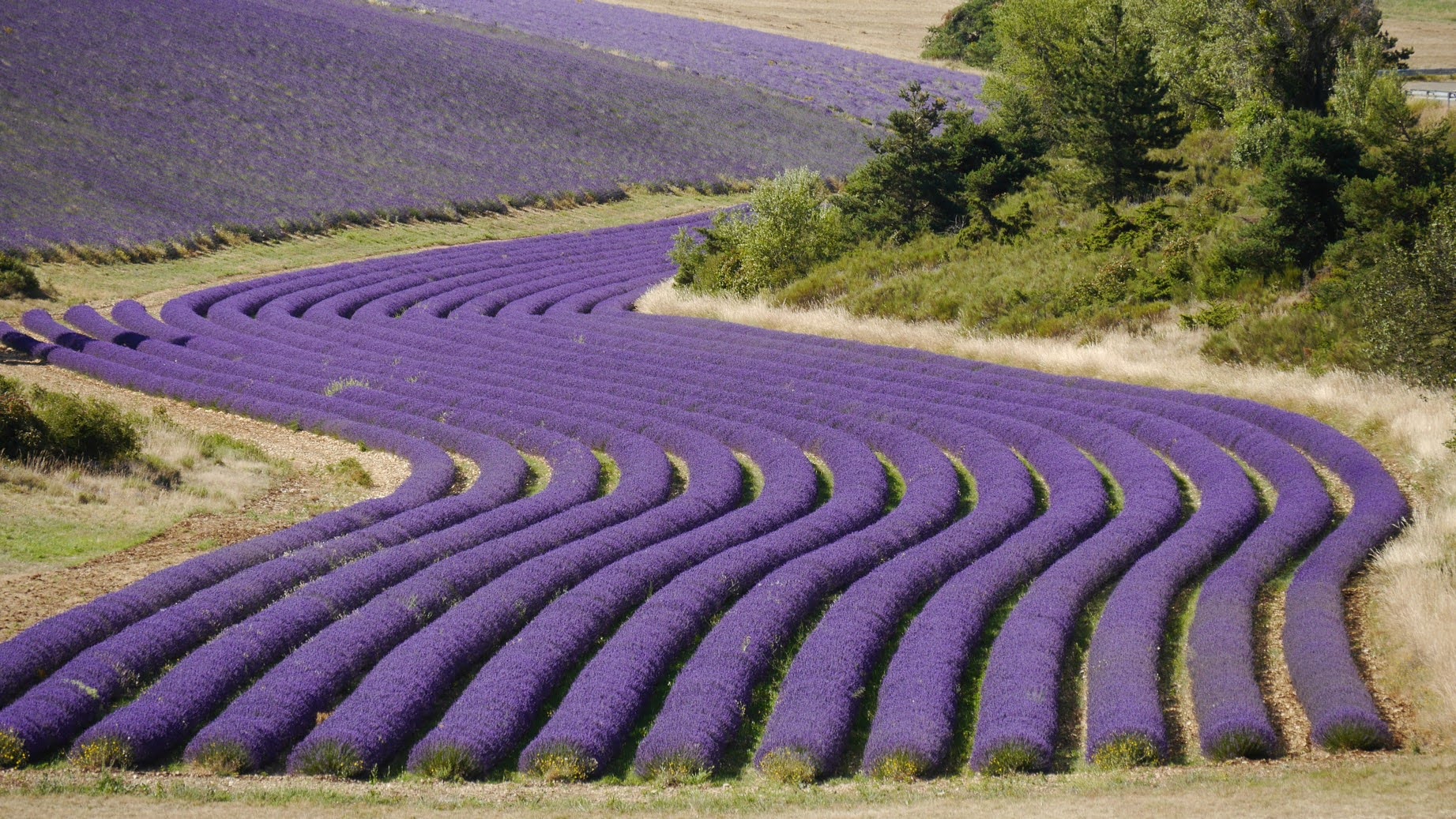 changement climatique -ressource en eau – fertilité des sols - lavande lavandin – nutritions - nutriments