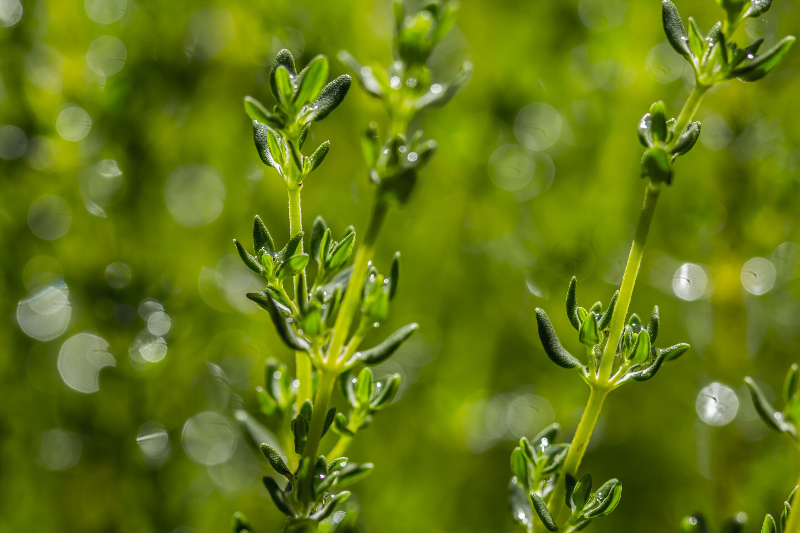 séchage des plantes aromatiques