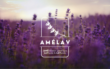 Amelav-image-couv