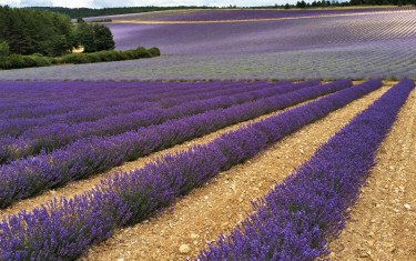 fertilité des sols – fertilisation lavande lavandin