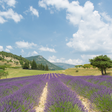 Copie de Copie de Sans titre (Montage photo) (8)