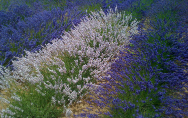 conservation génétique lavande lavandin immortelle thym hysope romarin plantes à parfum