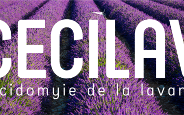 LOGOS-CECILAV-Fond-lavande