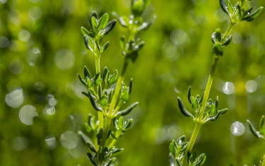 séchage des plantes aromatiques