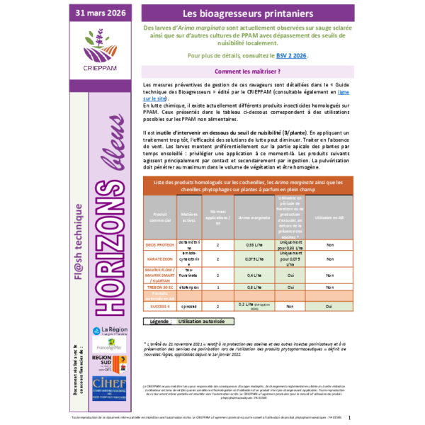 Flash Horizons bleus du 31 mars 2026 - Arima marginata