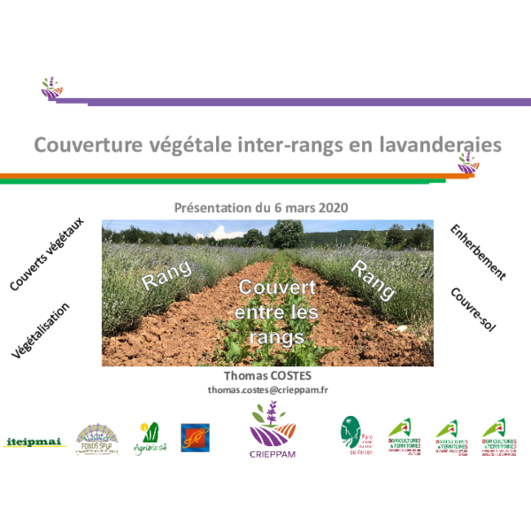 Couverture végétale inter-rangs en lavanderaies