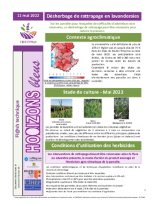 Désherbage de rattrapage en lavanderaies, chlorose ferrique, dégâts de cécidomyies