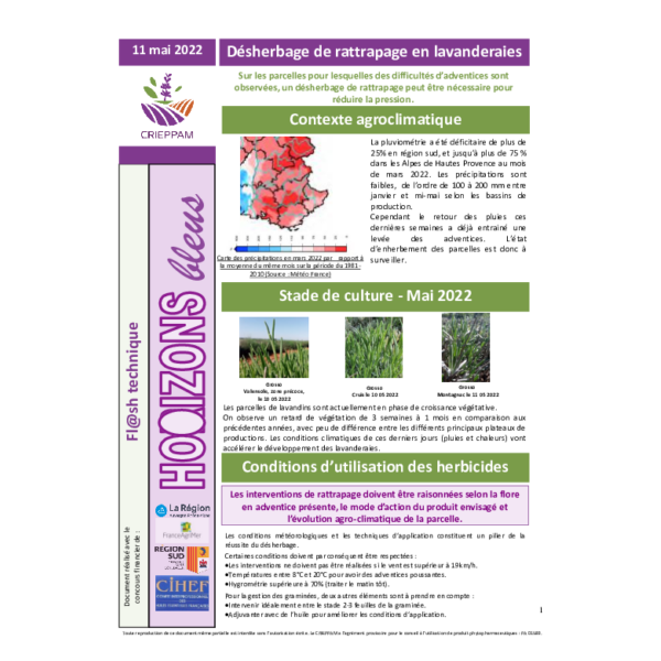 Désherbage de rattrapage en lavanderaies, chlorose ferrique, dégâts de cécidomyies