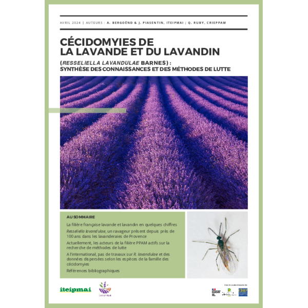 CÉCIDOMYIES DE LA LAVANDE ET DU LAVANDIN - Synthèse des connaissances et des méthodes de lutte (2024)
