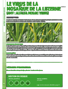 Fiche Horizons bleus - Jaunissements (AMV et phytoplasme du Stolbur)