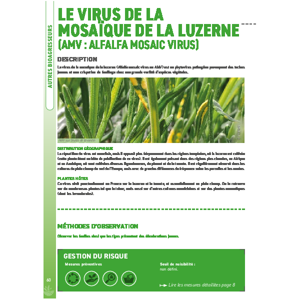 Fiche Horizons bleus - Jaunissements (AMV et phytoplasme du Stolbur)