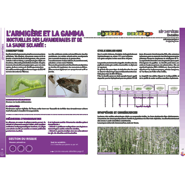 Fiche Horizons bleus - Noctuelles armigère et gamma