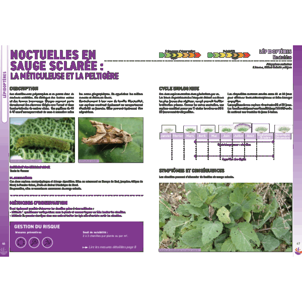 Fiche Horizons bleus - Noctuelles méticuleuse et peltigère