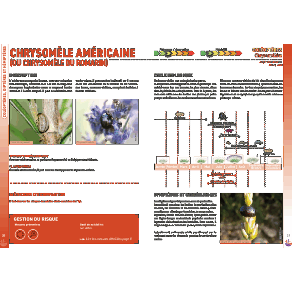 Fiche Horizons bleus - Chrysomèle américaine