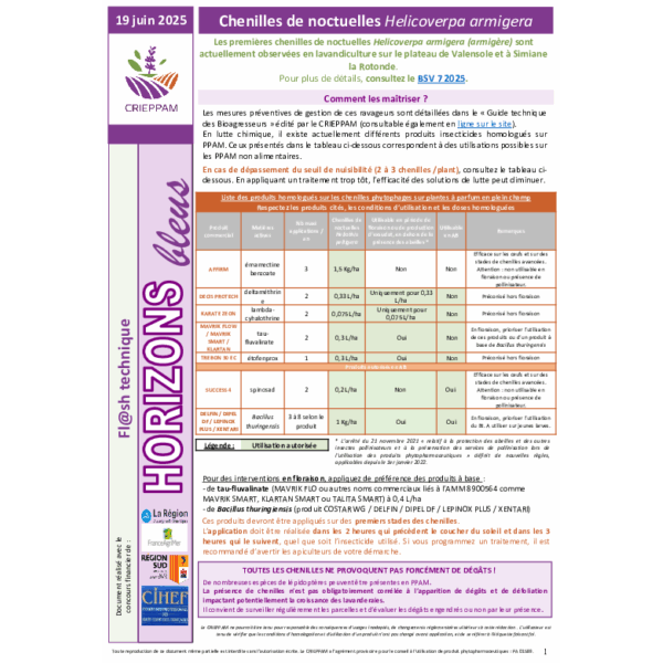 Flash Horizons bleus du 19 juin 2025 - Chenilles de noctuelle