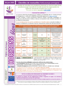 Flash Horizons bleus du 26 juin 2025 - Chenilles de noctuelle