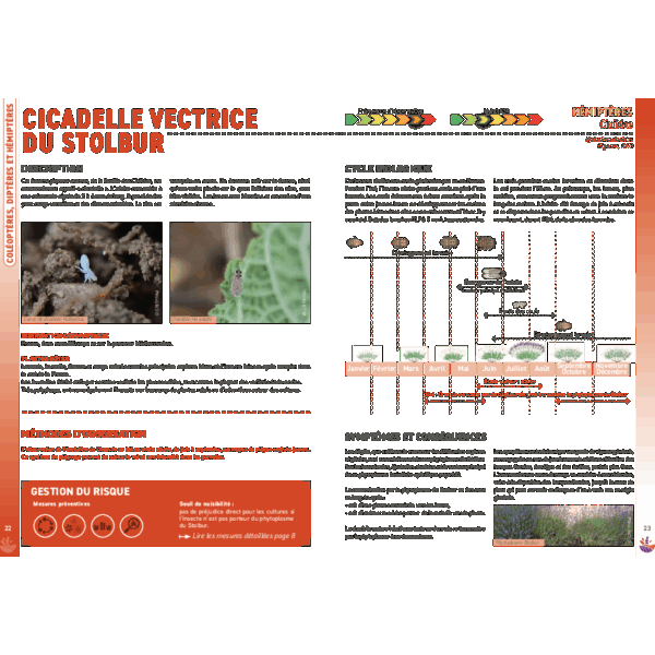 Fiche Horizons bleus - Cicadelle Hyalesthes obsoletus
