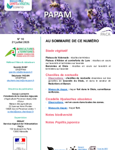BSV PAPAM 2025 n°10